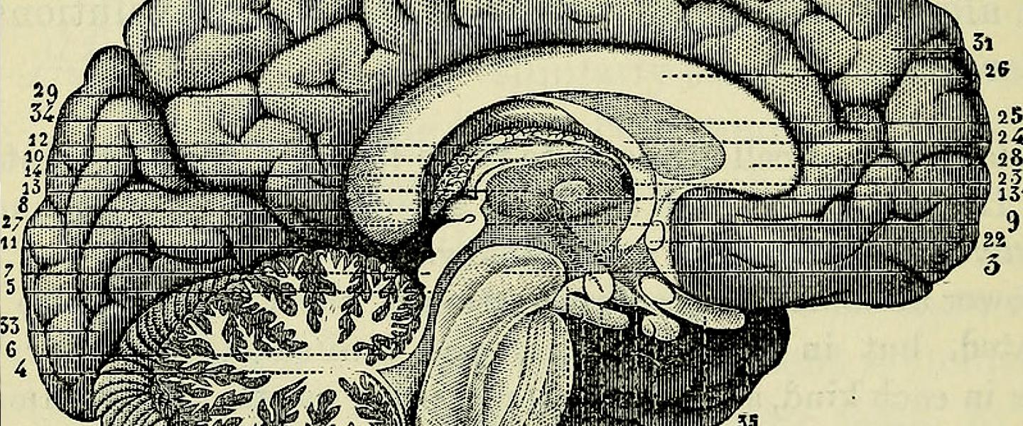 Illustration of a human brain