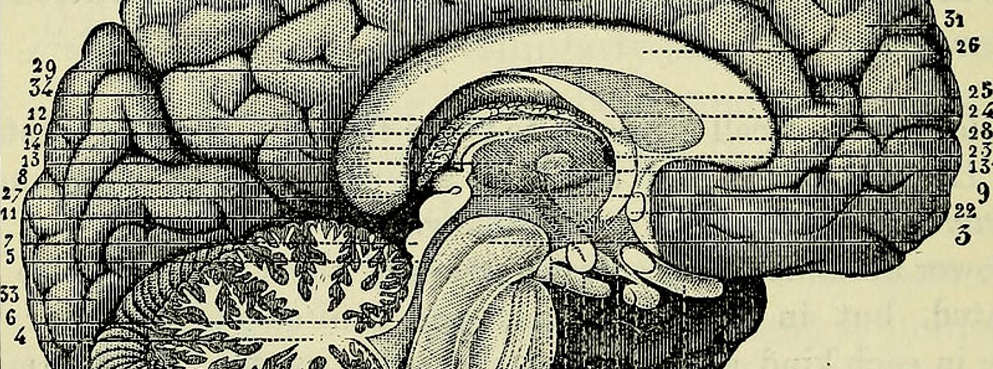 Illustration of a human brain