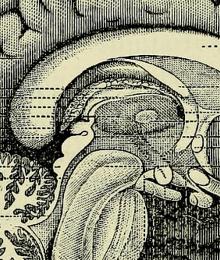 Illustration of a human brain