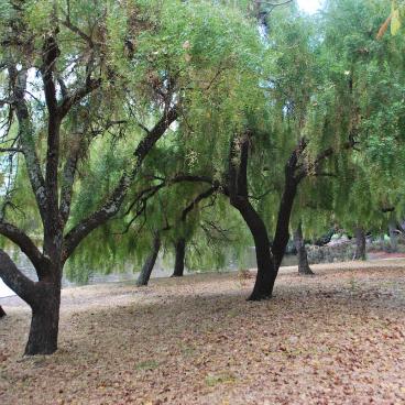 Trees lining the Memorial Grove pathway on campus