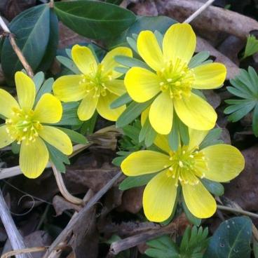 Yellow aconite